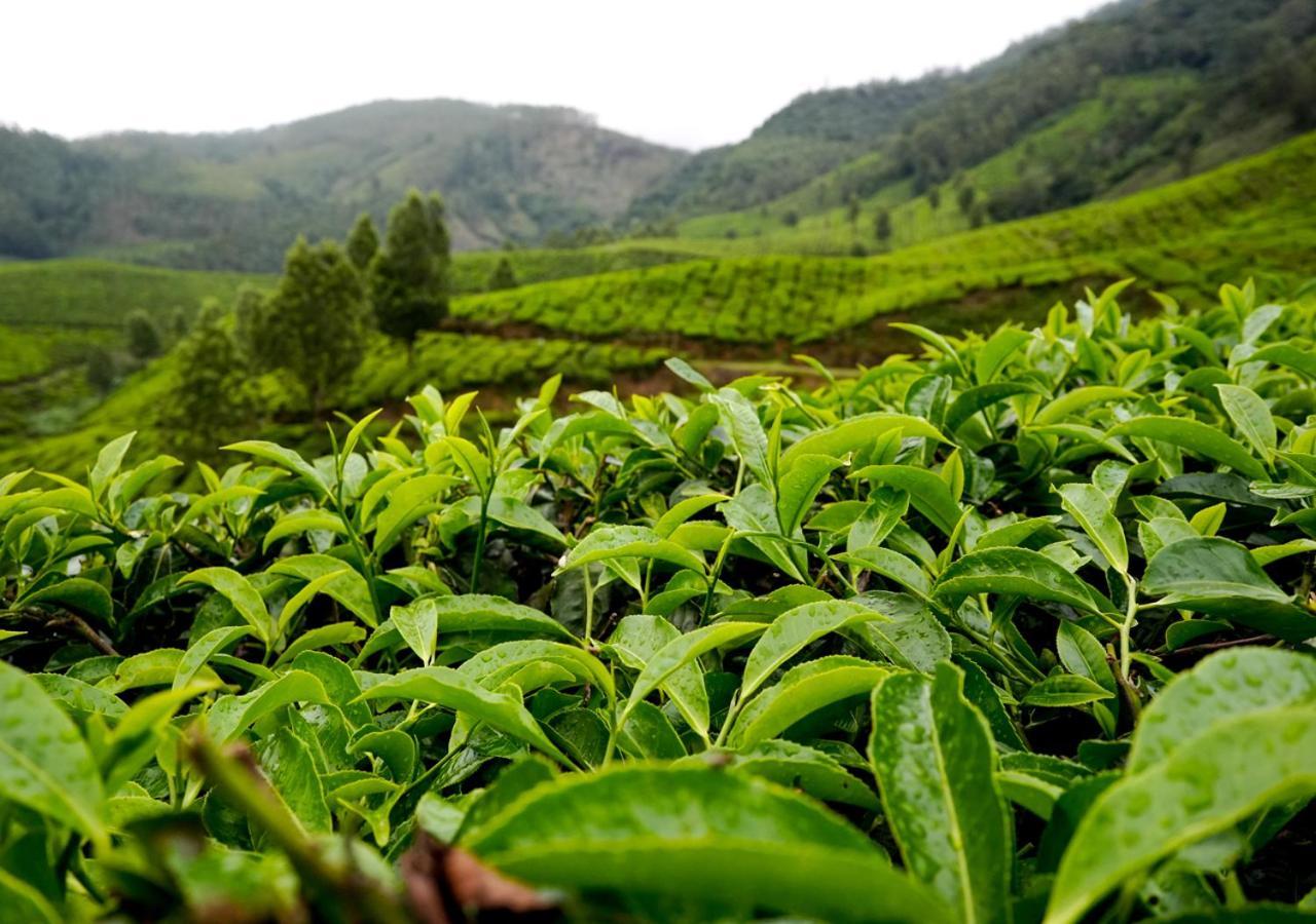 Arivikad Tea Bungalow Munnar By Voye Homes Suryanelli Esterno foto